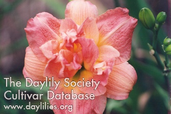 Daylily Donna Bee